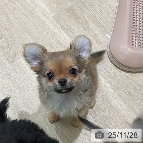 三重県のチワワ(ロング) (ペットプラス 鈴鹿店/2025年9月21日生まれ/男の子/フォーン)の子犬の4枚目の画像