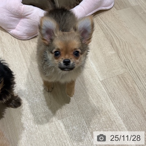 三重県のチワワ(ロング) (ペットプラス 鈴鹿店/2025年9月21日生まれ/男の子/フォーン)の子犬の3枚目の画像