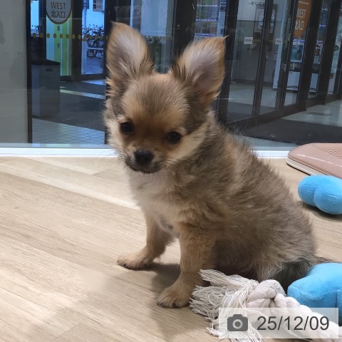 三重県のチワワ(ロング) (ペットプラス 鈴鹿店/2025年9月21日生まれ/男の子/フォーン)の子犬の4枚目の画像