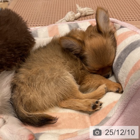 三重県のチワワ(ロング) (ペットプラス 鈴鹿店/2025年9月21日生まれ/男の子/フォーン)の子犬の3枚目の画像