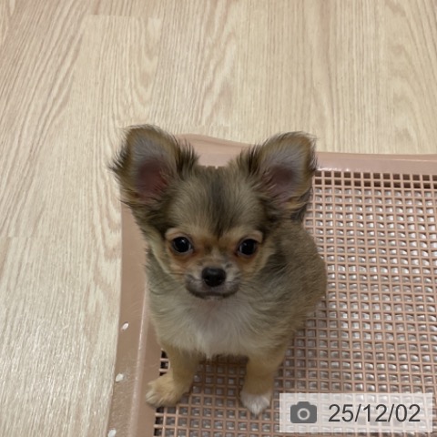 愛知県のチワワ(ロング) (ペットプラス イオンモール長久手店/2025年9月21日生まれ/男の子/フォーン)の子犬の3枚目の画像