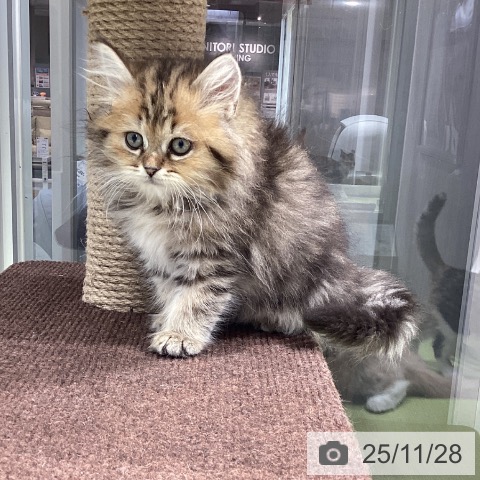 ペルシャの写真