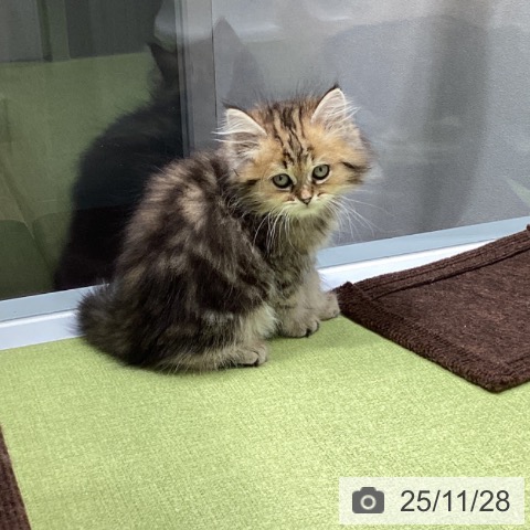 ペルシャの写真