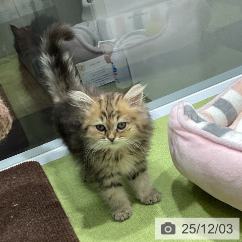 福岡県のペルシャ (ペットプラス MARK IS 福岡ももち店/2025年9月20日生まれ/男の子/チンチラゴールデン)の子猫の4枚目の画像