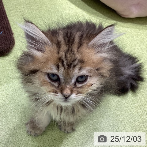 福岡県のペルシャ (ペットプラス MARK IS 福岡ももち店/2025年9月20日生まれ/男の子/チンチラゴールデン)の子猫の3枚目の画像