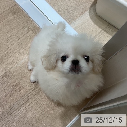 ペキニーズの写真