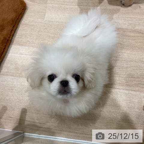 ペキニーズの写真