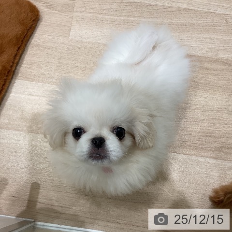 ペキニーズの写真