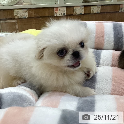 ペキニーズの写真