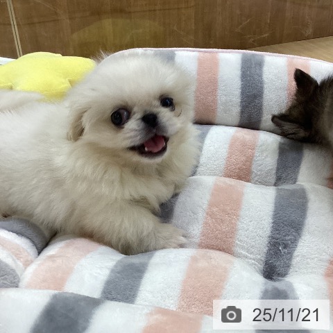 ペキニーズの写真