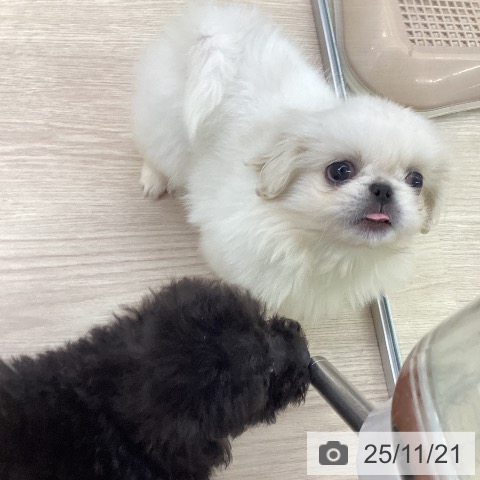ペキニーズの写真
