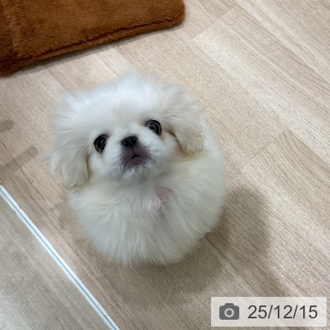 ペキニーズの写真
