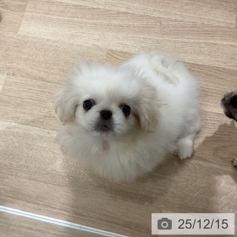 ペキニーズの写真