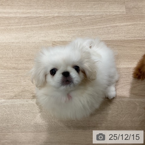 三重県のペキニーズ (ペットプラス 鈴鹿店/2025年9月9日生まれ/男の子/ホワイトクリーム)の子犬の4枚目の画像