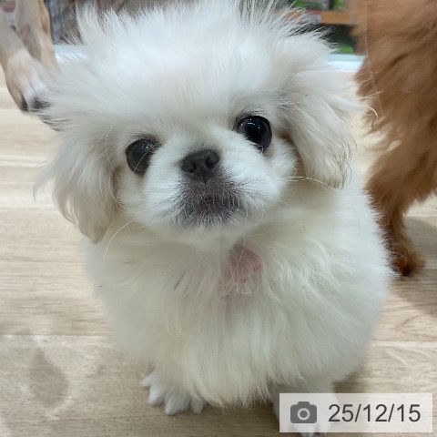 三重県のペキニーズ (ペットプラス 鈴鹿店/2025年9月9日生まれ/男の子/ホワイトクリーム)の子犬の3枚目の画像