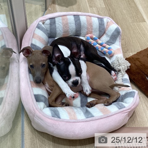 愛知県のボストンテリア (ペットプラス 則武新町店/2025年9月10日生まれ/男の子/ボストンカラー)の子犬の4枚目の画像