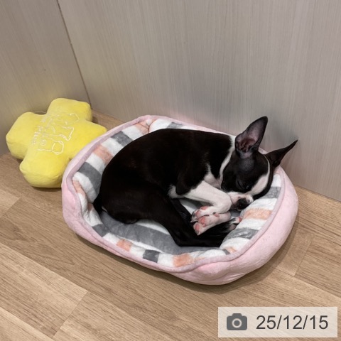 愛知県のボストンテリア (ペットプラス 則武新町店/2025年9月10日生まれ/男の子/ボストンカラー)の子犬の3枚目の画像