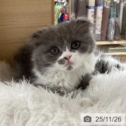 スコティッシュフォールドの写真