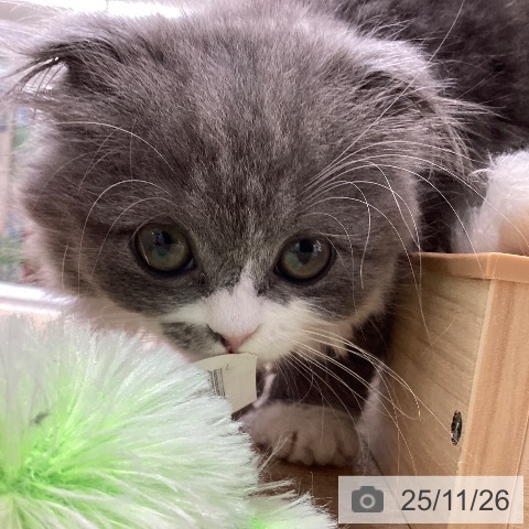 スコティッシュフォールドの写真