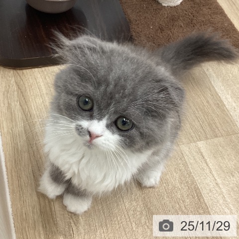 スコティッシュフォールドの写真