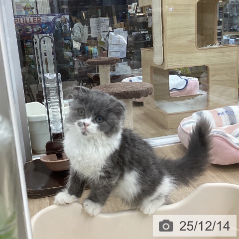 愛知県のスコティッシュフォールド (ペットプラス 豊橋牧野店/2025年9月18日生まれ/女の子/ブルーホワイト)の子猫の3枚目の画像