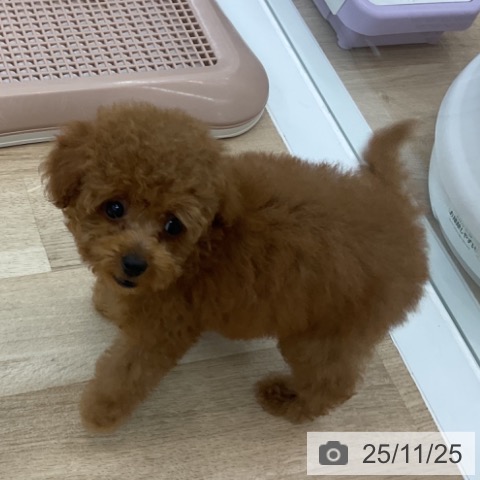 トイ・プードルの写真