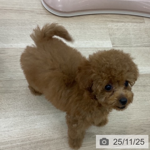 トイ・プードルの写真