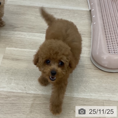 トイ・プードルの写真