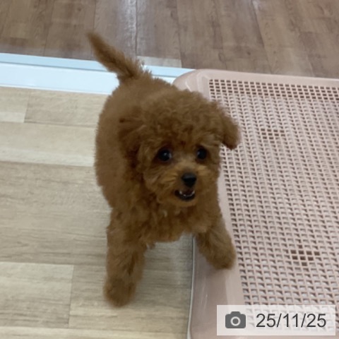 トイ・プードルの写真