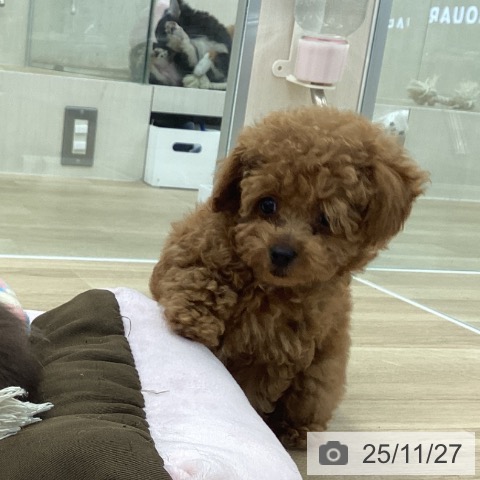 トイ・プードルの写真