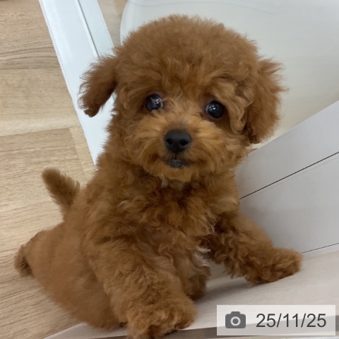 トイ・プードルの写真