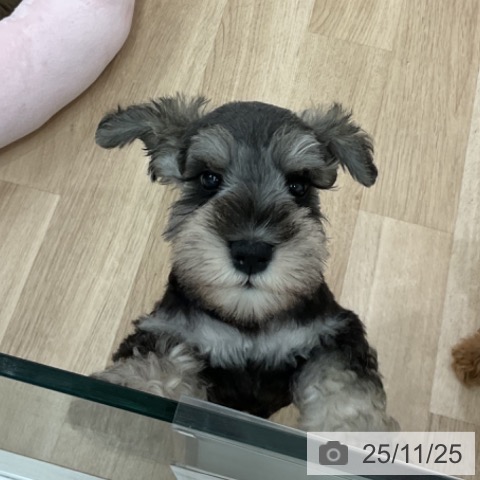 ミニチュア・シュナウザーの写真