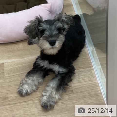 愛知県のミニチュアシュナウザー (ペットプラス 熱田店/2025年9月23日生まれ/男の子/ソルトペッパー)の子犬の4枚目の画像