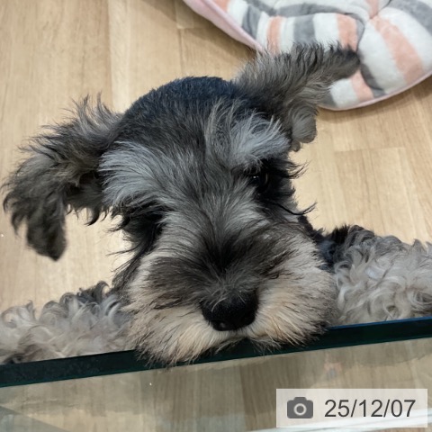 愛知県のミニチュアシュナウザー (ペットプラス 熱田店/2025年9月23日生まれ/男の子/ソルトペッパー)の子犬の3枚目の画像