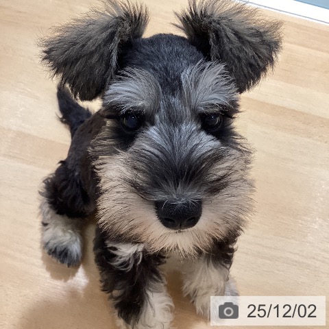 石川県のミニチュアシュナウザー (ペットプラス 新小松店/2025年9月23日生まれ/男の子/ソルトペッパー)の子犬の4枚目の画像