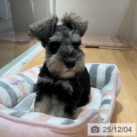 石川県のミニチュアシュナウザー (ペットプラス 新小松店/2025年9月23日生まれ/男の子/ソルトペッパー)の子犬の3枚目の画像