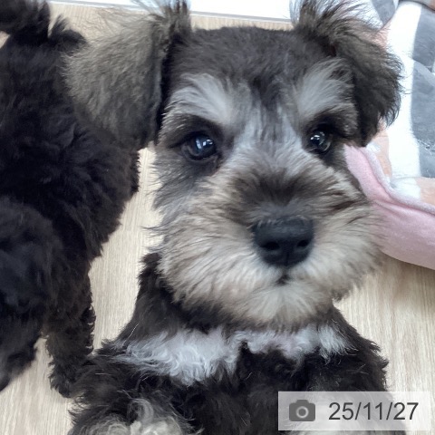 ミニチュア・シュナウザーの写真