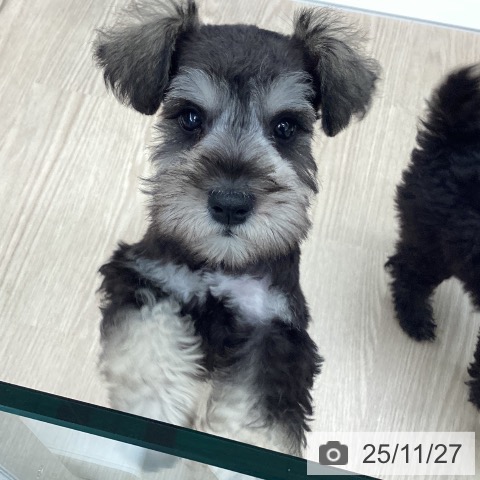 ミニチュア・シュナウザーの写真