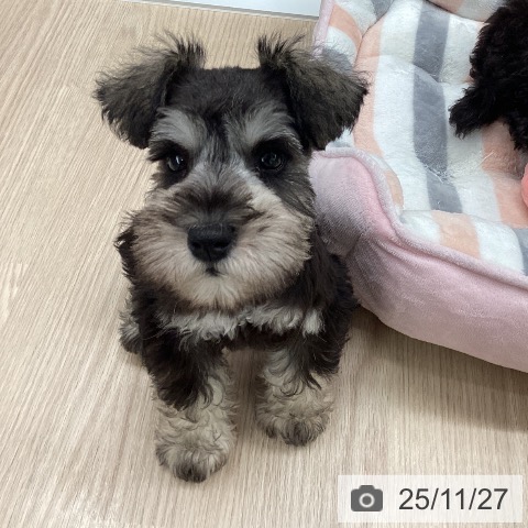 ミニチュア・シュナウザーの写真