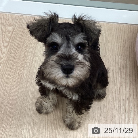 石川県のミニチュアシュナウザー (ペットプラス 白山店/2025年9月23日生まれ/男の子/ソルトペッパー)の子犬の3枚目の画像