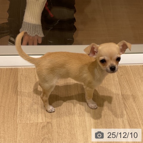 愛知県のチワワ(ロング) (ペットプラス イオンモール豊川店/2025年9月24日生まれ/女の子/フォーンホワイト)の子犬の4枚目の画像