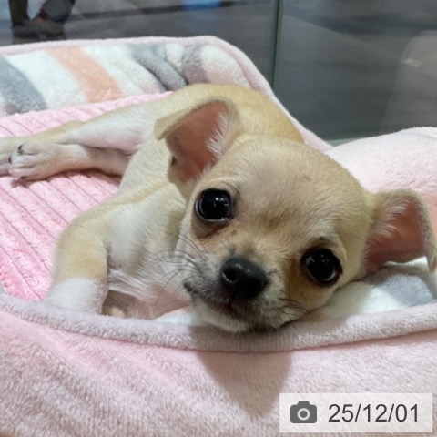 愛知県のチワワ(ロング) (ペットプラス イオンモール豊川店/2025年9月24日生まれ/女の子/フォーンホワイト)の子犬の3枚目の画像