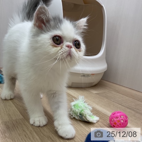 愛知県のエキゾチック (ペットプラス 岡崎店/2025年9月22日生まれ/男の子/ブルーホワイト)の子猫の4枚目の画像