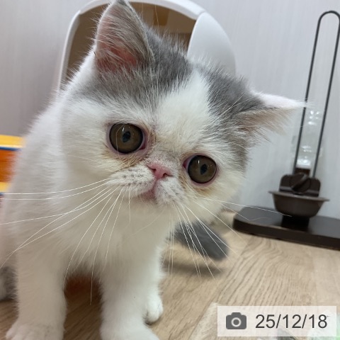 愛知県のエキゾチック (ペットプラス 岡崎店/2025年9月22日生まれ/男の子/ブルーホワイト)の子猫の4枚目の画像