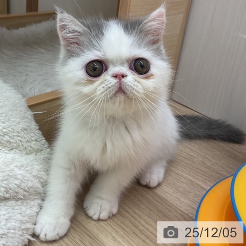 愛知県のエキゾチック (ペットプラス 岡崎店/2025年9月22日生まれ/男の子/ブルーホワイト)の子猫の3枚目の画像