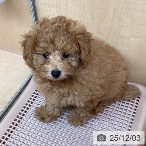 愛知県のトイプードル(トイ) (ペットプラス 千種店/2025年9月24日生まれ/男の子/アプリコット)の子犬の4枚目の画像