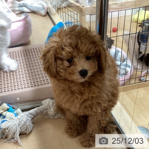 愛知県のトイプードル(トイ) (ペットプラス 千種店/2025年9月24日生まれ/男の子/アプリコット)の子犬の3枚目の画像
