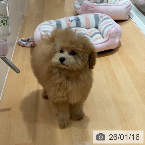 石川県のトイプードル(トイ) (ペットプラス 新小松店/2025年9月24日生まれ/男の子/アプリコット)の子犬の4枚目の画像