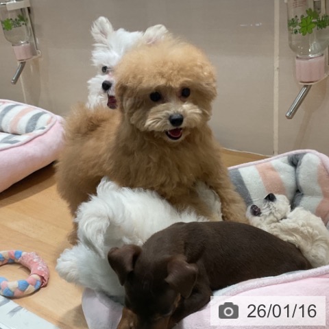 石川県のトイプードル(トイ) (ペットプラス 新小松店/2025年9月24日生まれ/男の子/アプリコット)の子犬の3枚目の画像