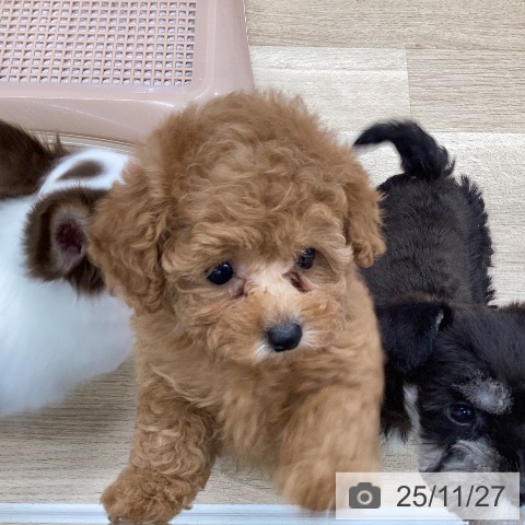 トイ・プードルの写真